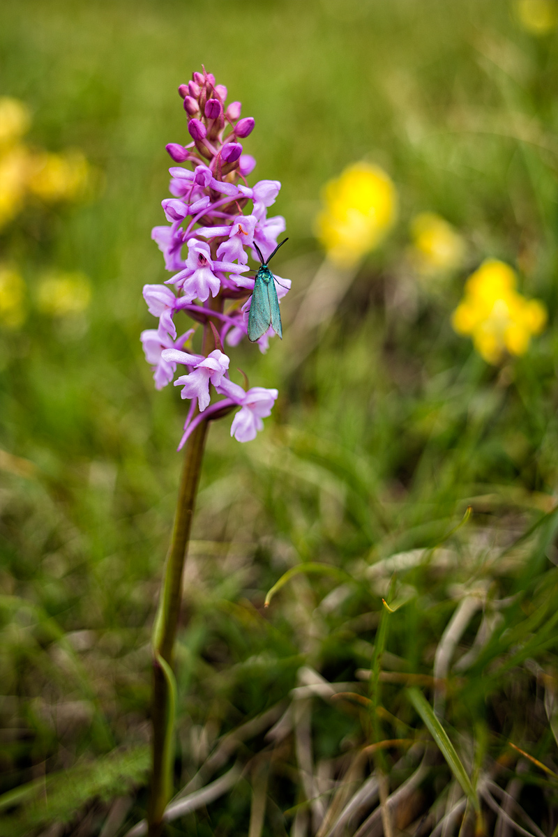 Zygaenidae sp. Orchid & mascula, Val di Funes