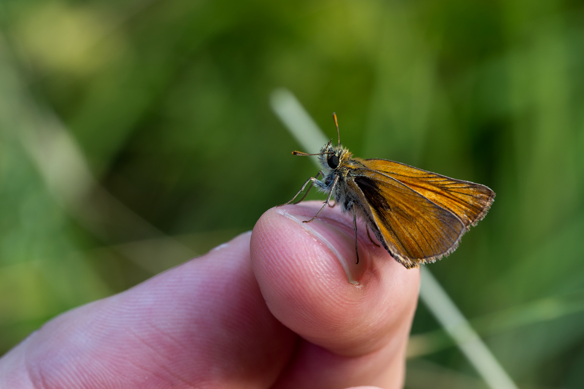 Ochlodes sylvanus of essence of man :)