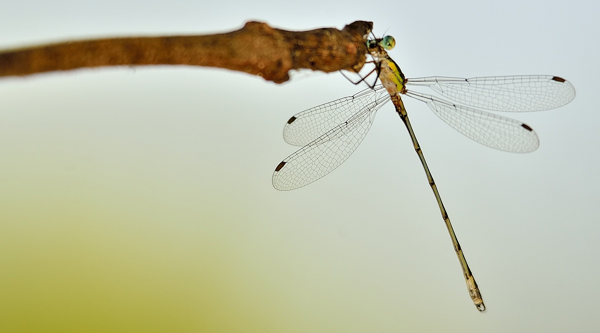 Dragonfly