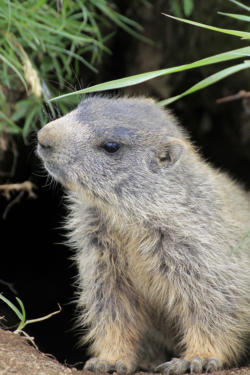 A Nice Little Groundhog