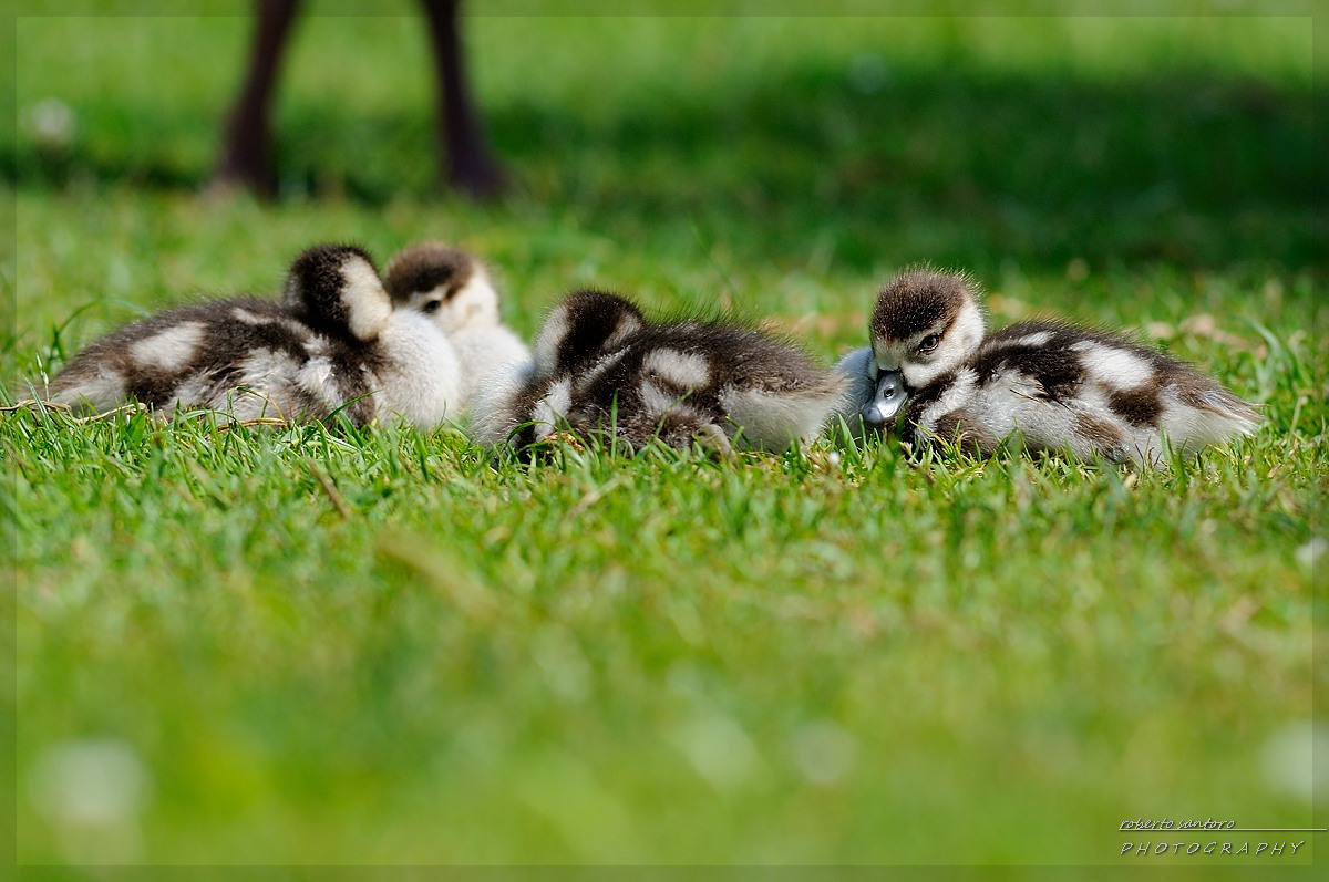 Egyptian Goose (Alopochen aegyptiaca Linnaeus)