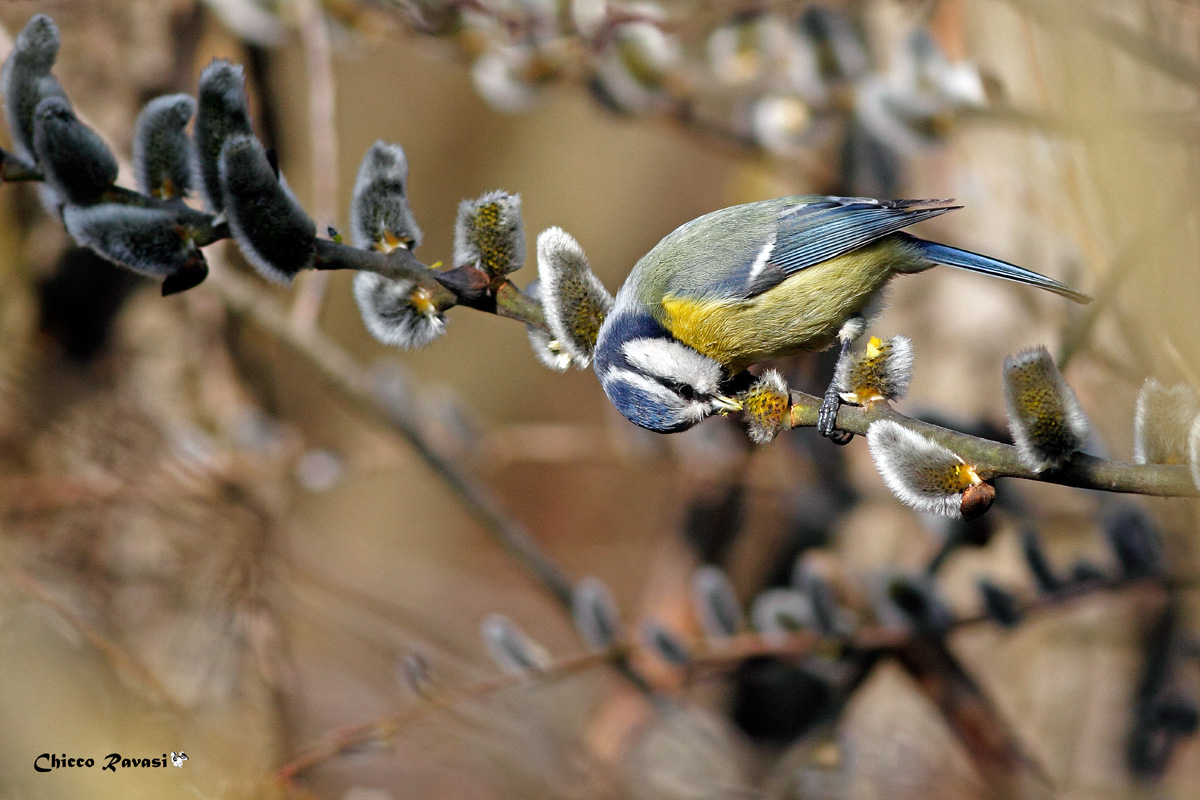 Inchino della cincia