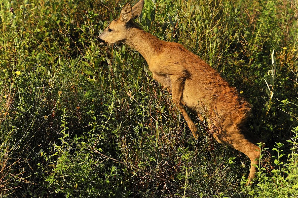 la fuga del capriolo