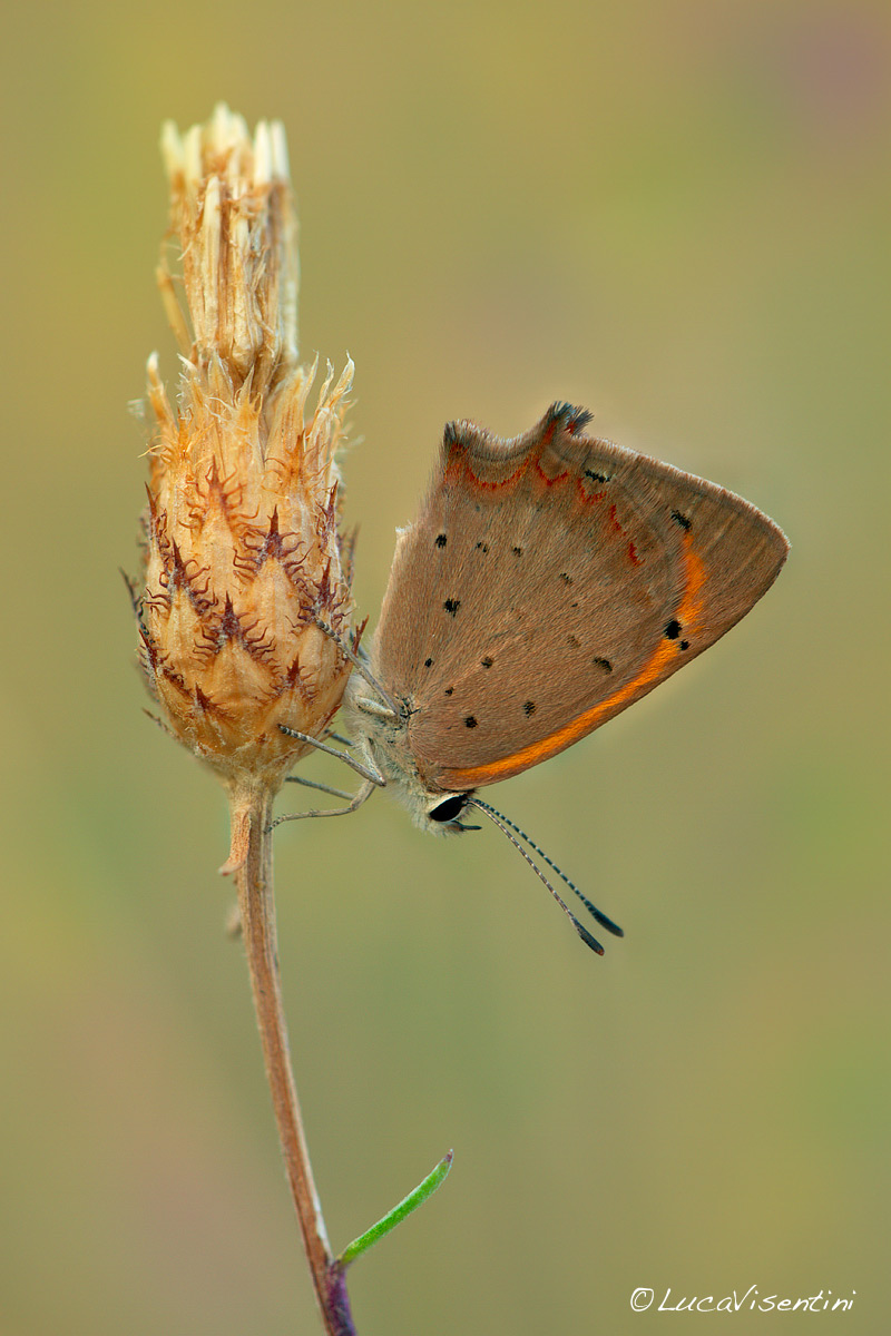 Copper Butterfly