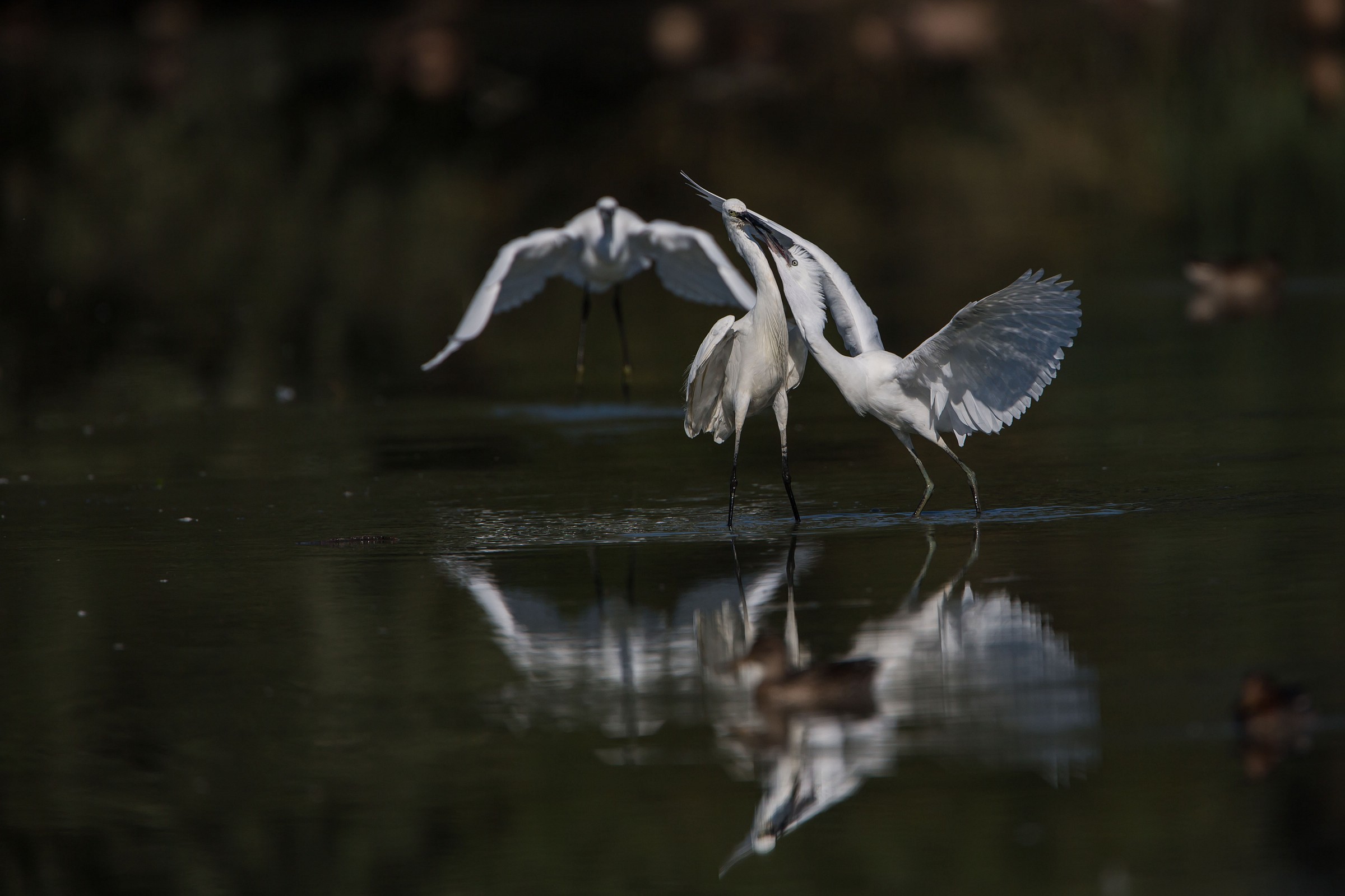 incontro di scherma tra garzette