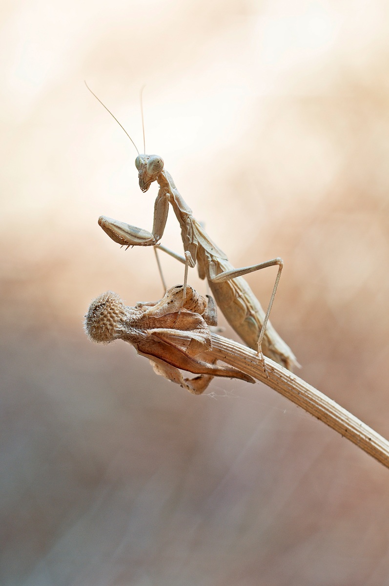 prova nikkor 55 micro