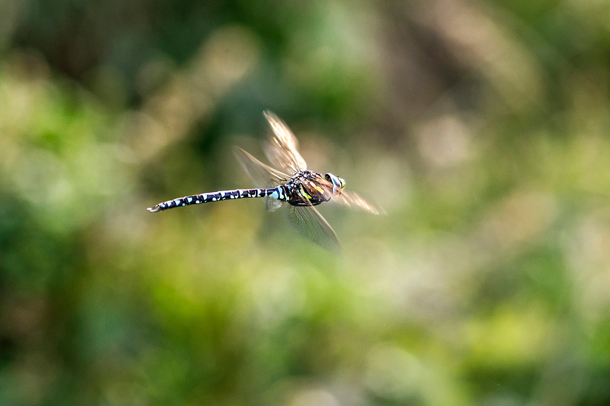 libellula in volo
