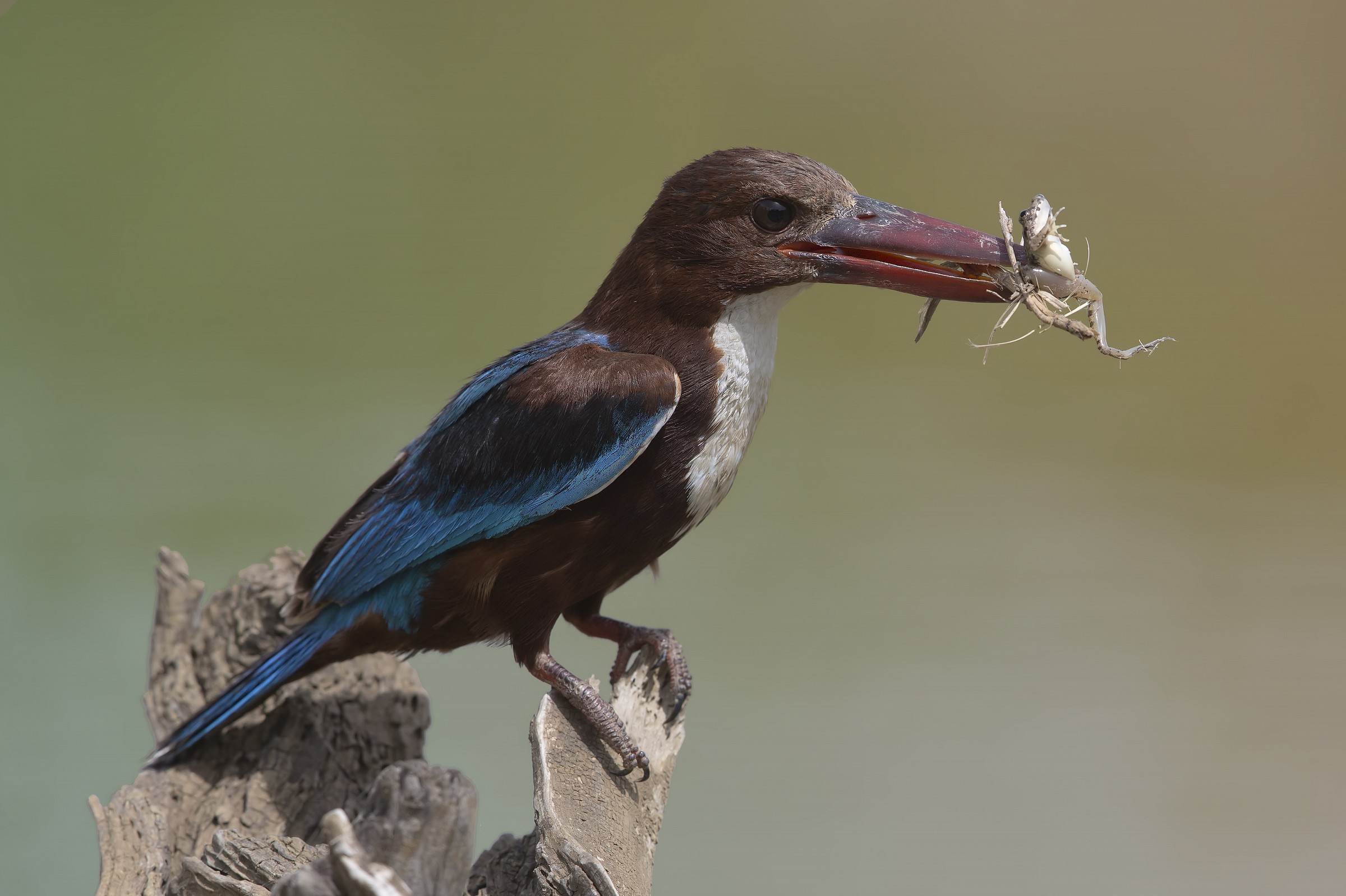 Martino con preda (Halcyon smyrnensis )