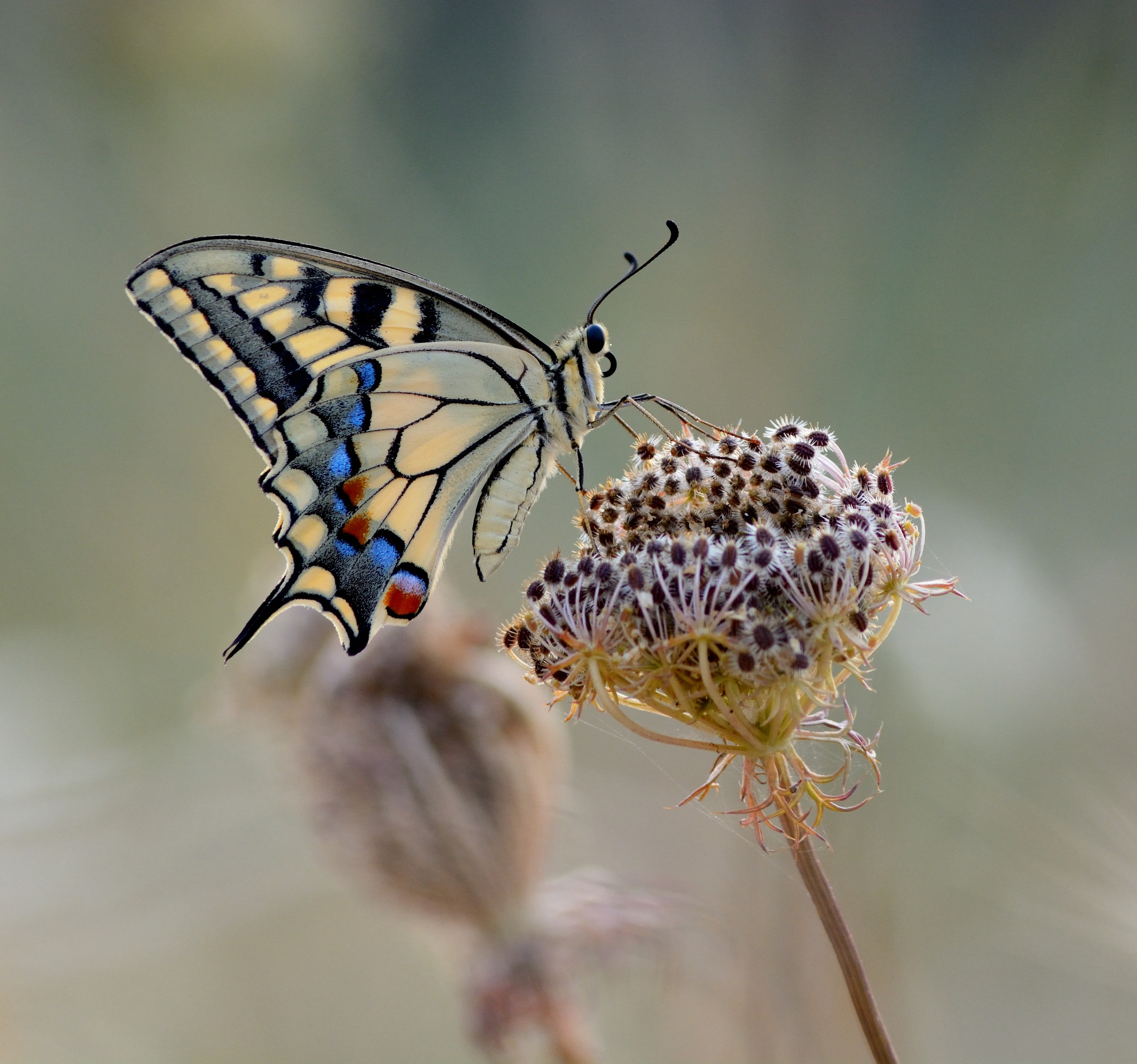 Machaon