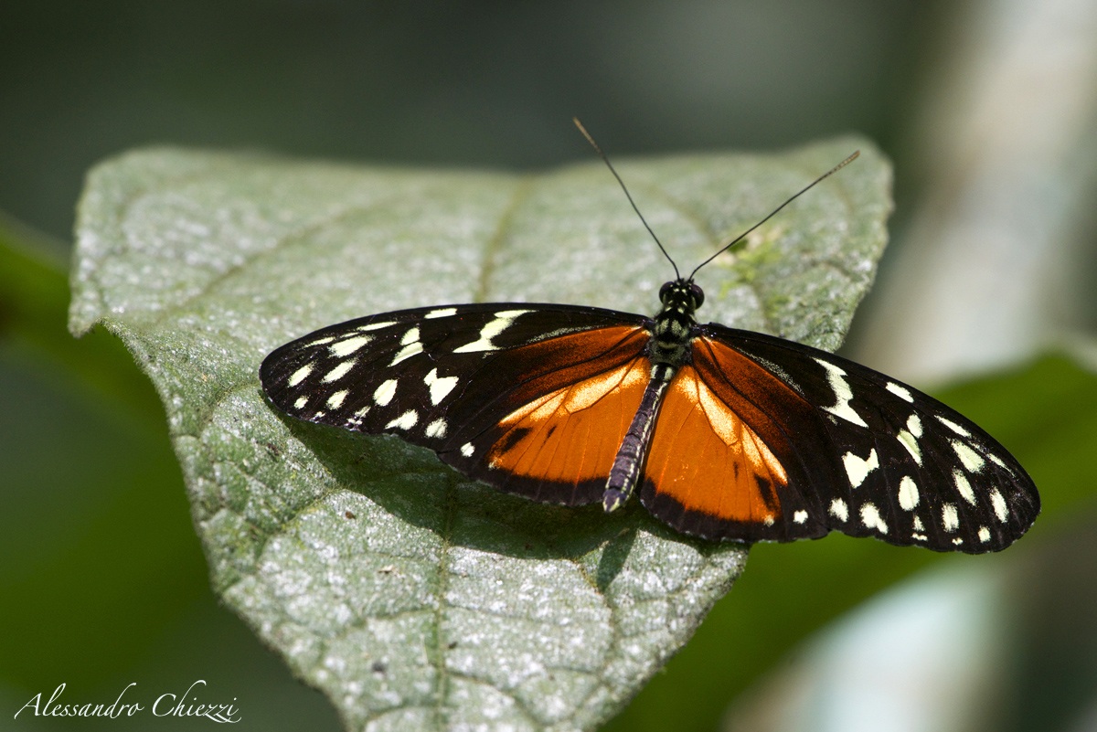 Tiger Longwing