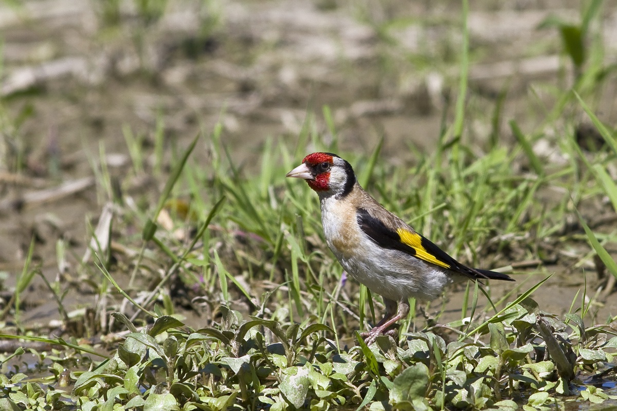 The Goldfinch