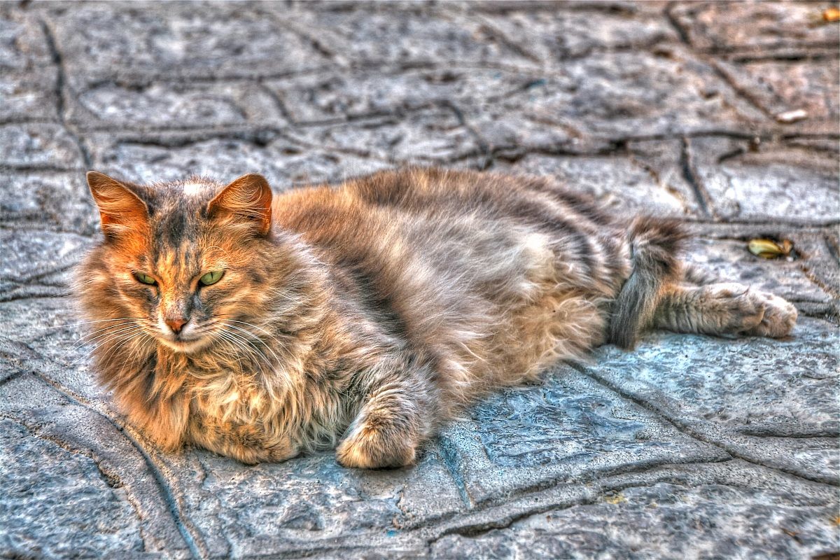 GattoHDR