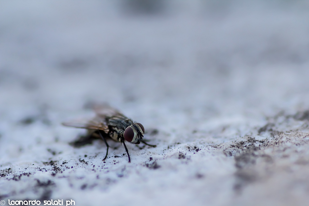 Tsetse fly