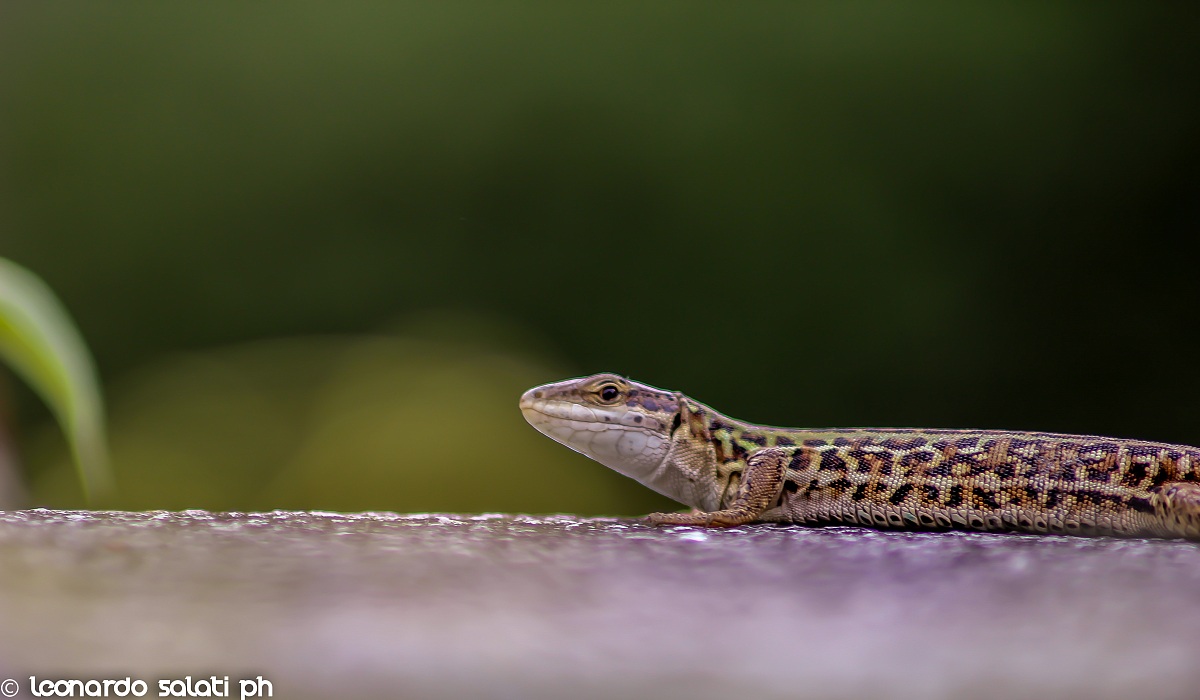 Wildlife lizard