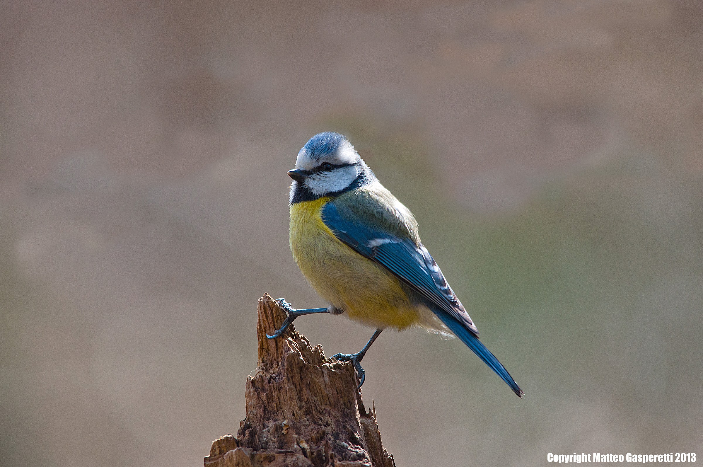Cinciarella - Cyanistes caeruleus