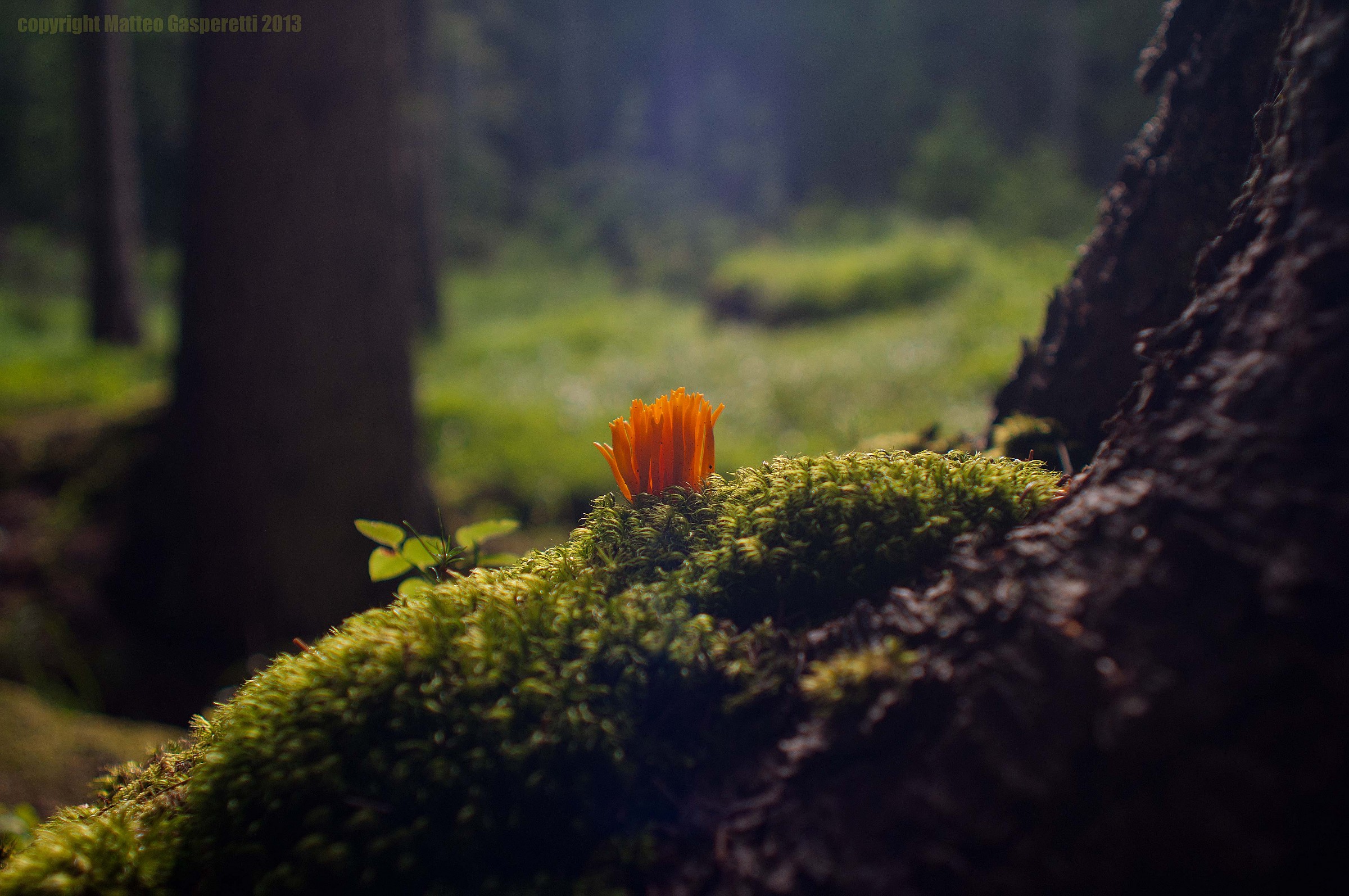 Calocera viscosa II