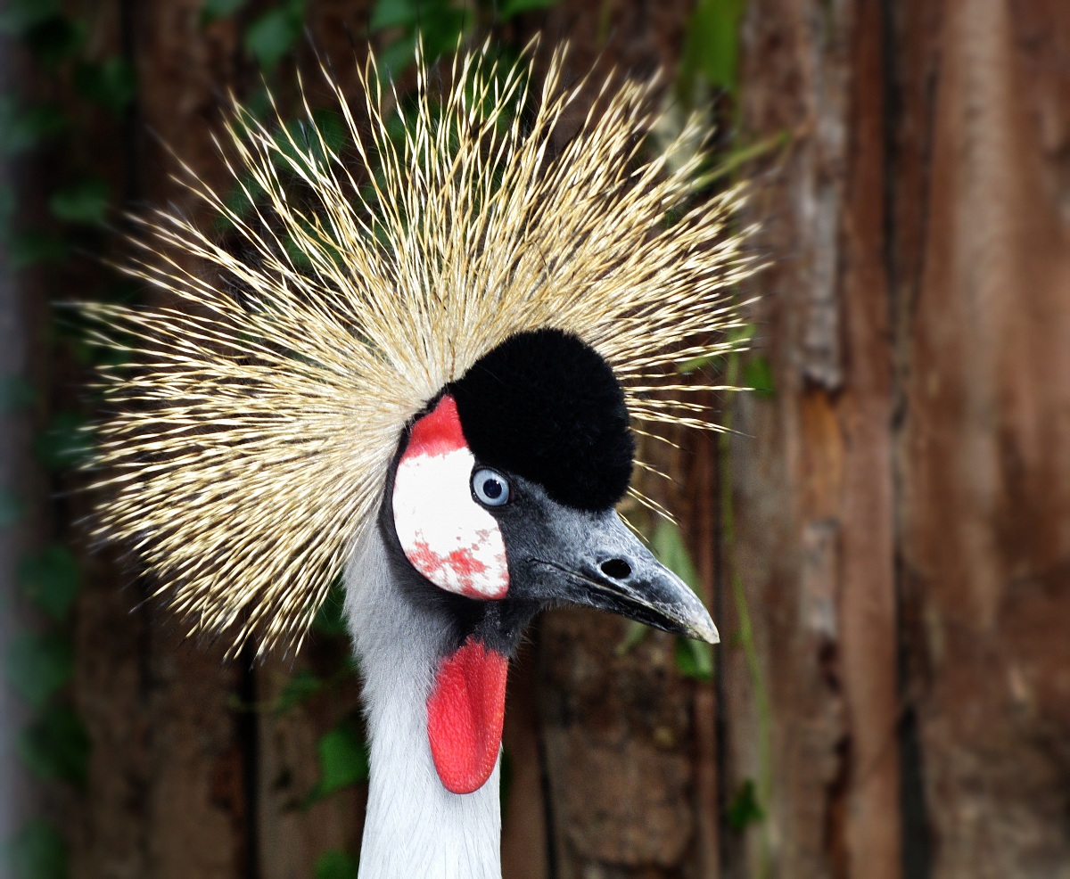 Quando il parrucchiere va in ferie...