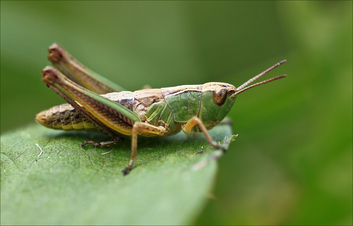Grasshopper