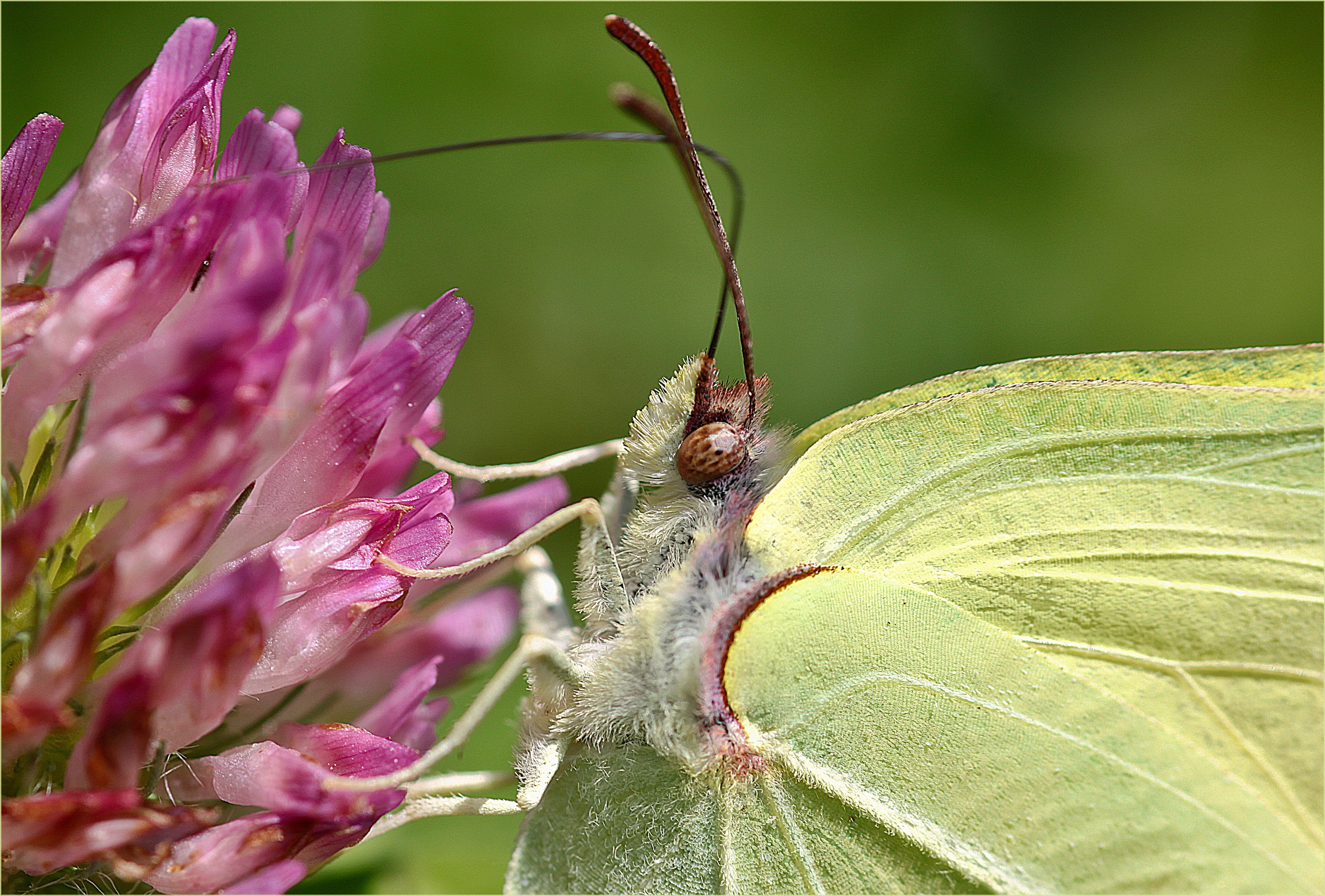 Butterfly portrait