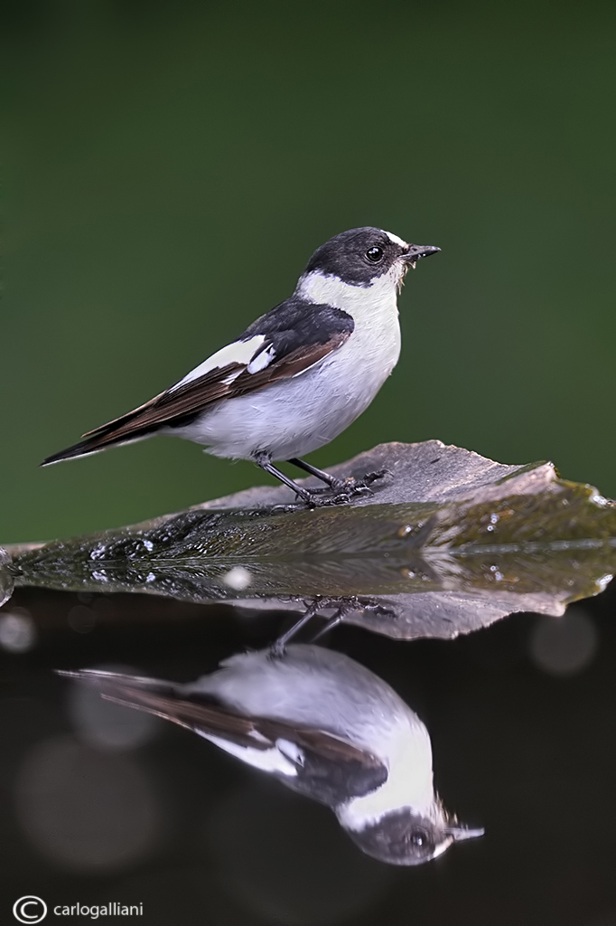 Collared Flycatcher