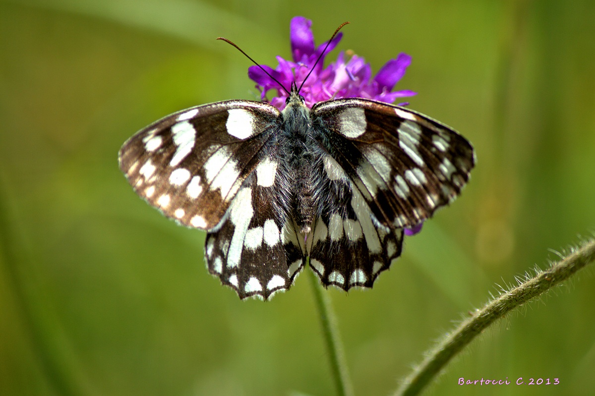 Galatea (Melanargia galathea)