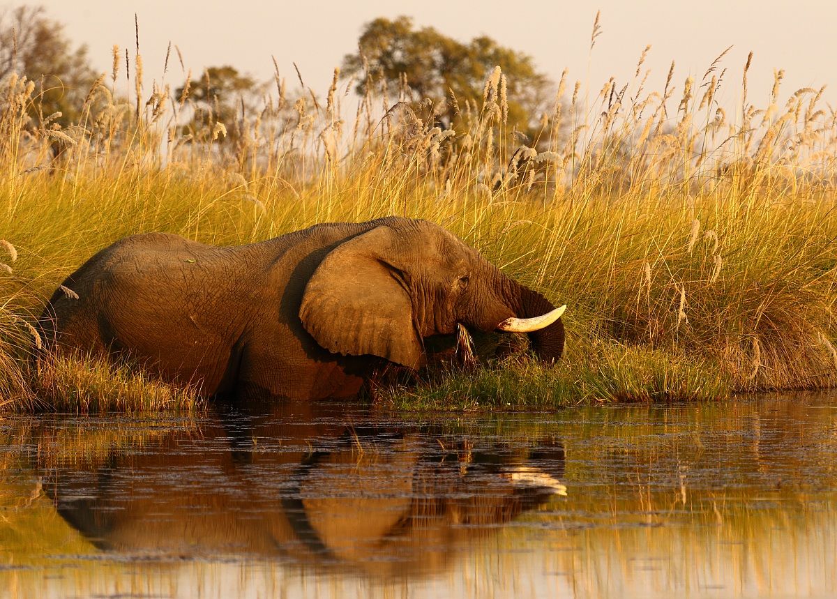 Elefante al tramonto