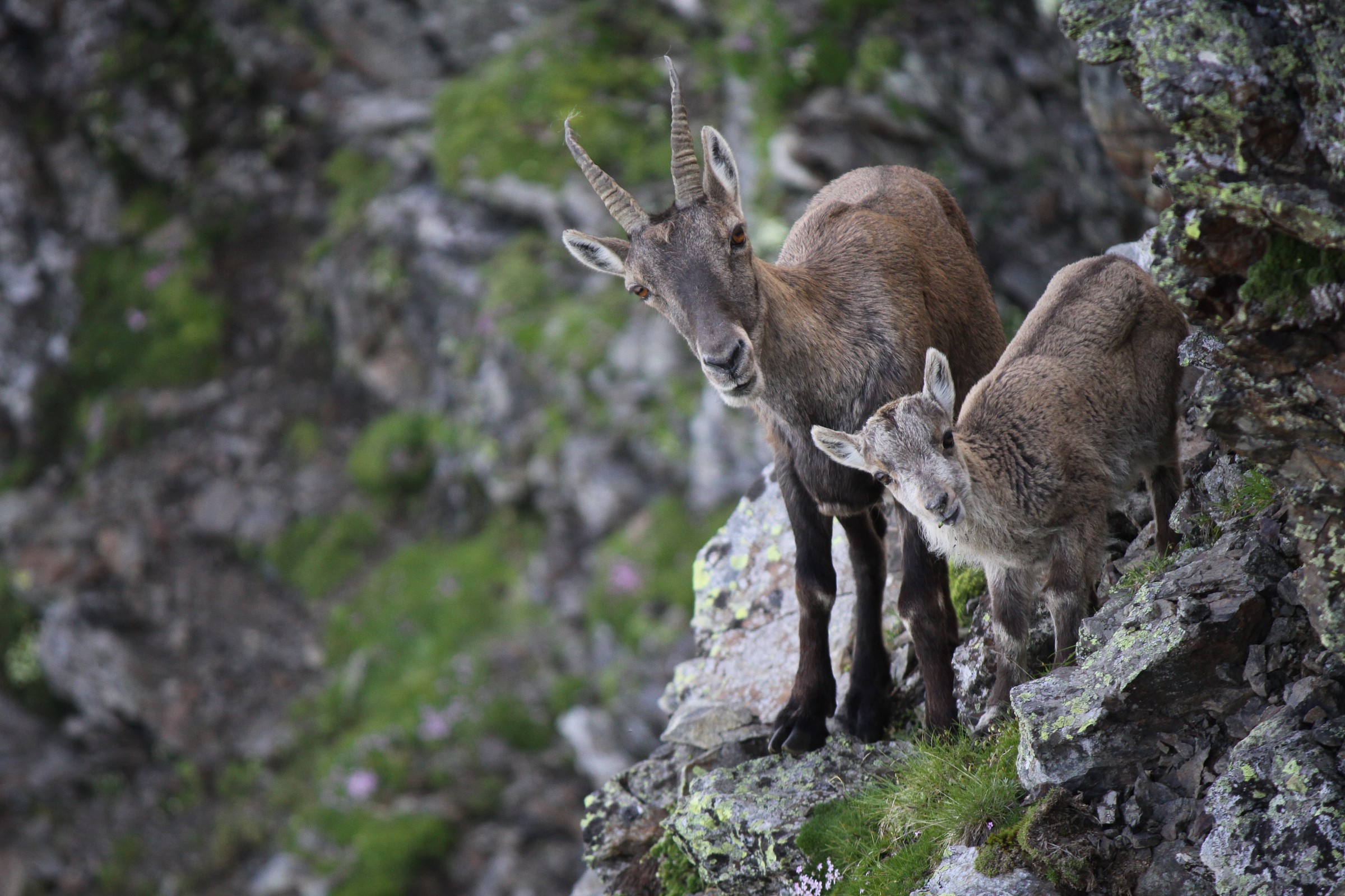 Tale madre, tale figlio