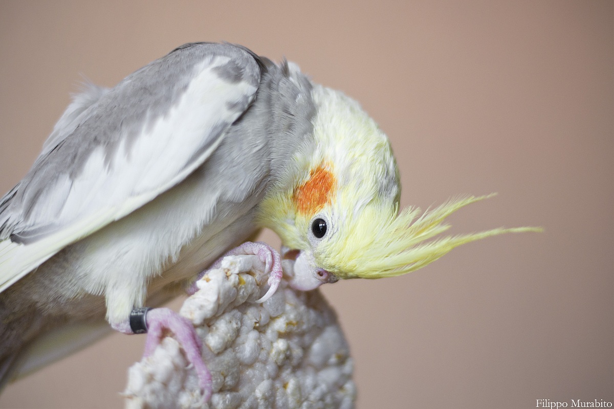 Calopsitta (Nymphicus hollandicus)