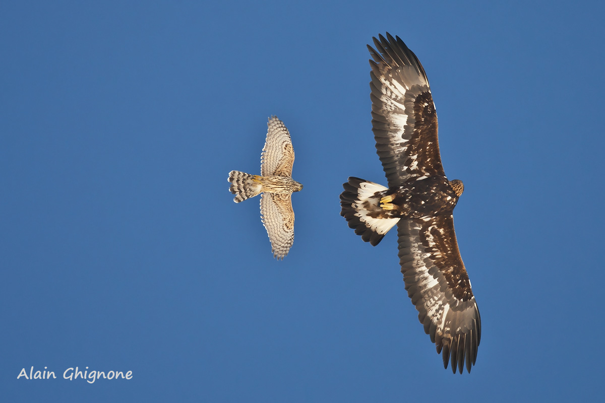 Aquila reale mobbata da astore giovane