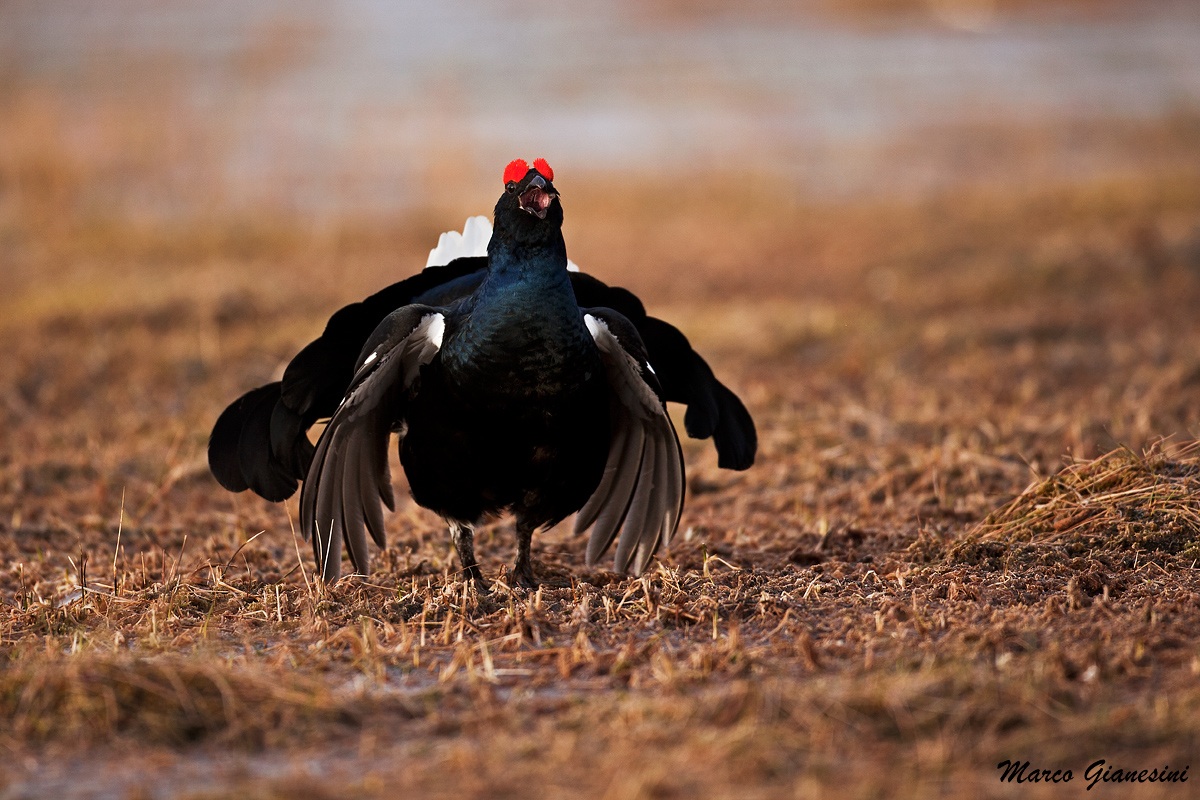 Gallo forcello Finlandia