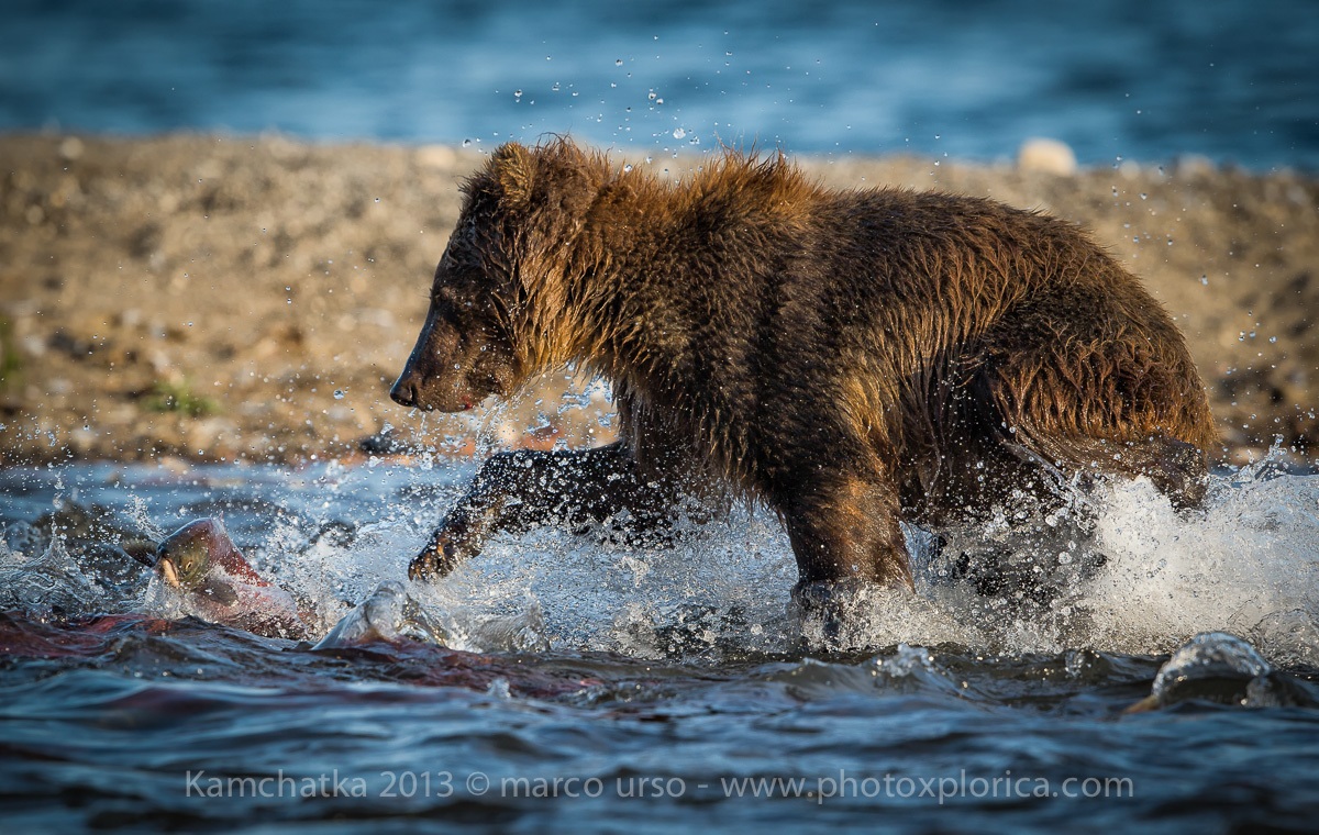 Kuril Lake 2013 - Pratica di Caccia