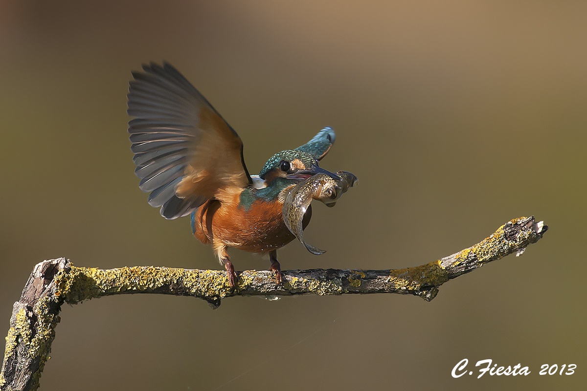 Martin p. con girino