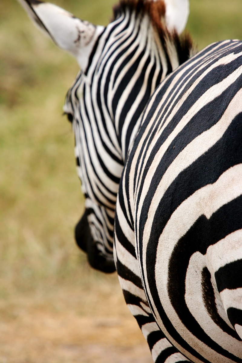 Zebra Amboseli
