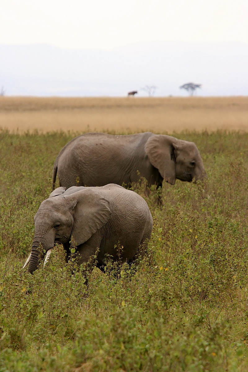Amboseli 2