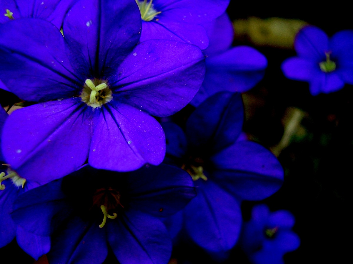 Violet flowers