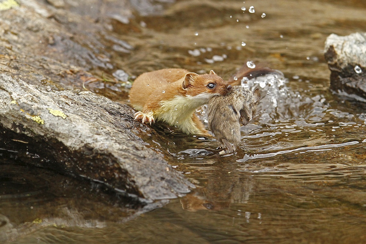 Ermellino temerario con preda