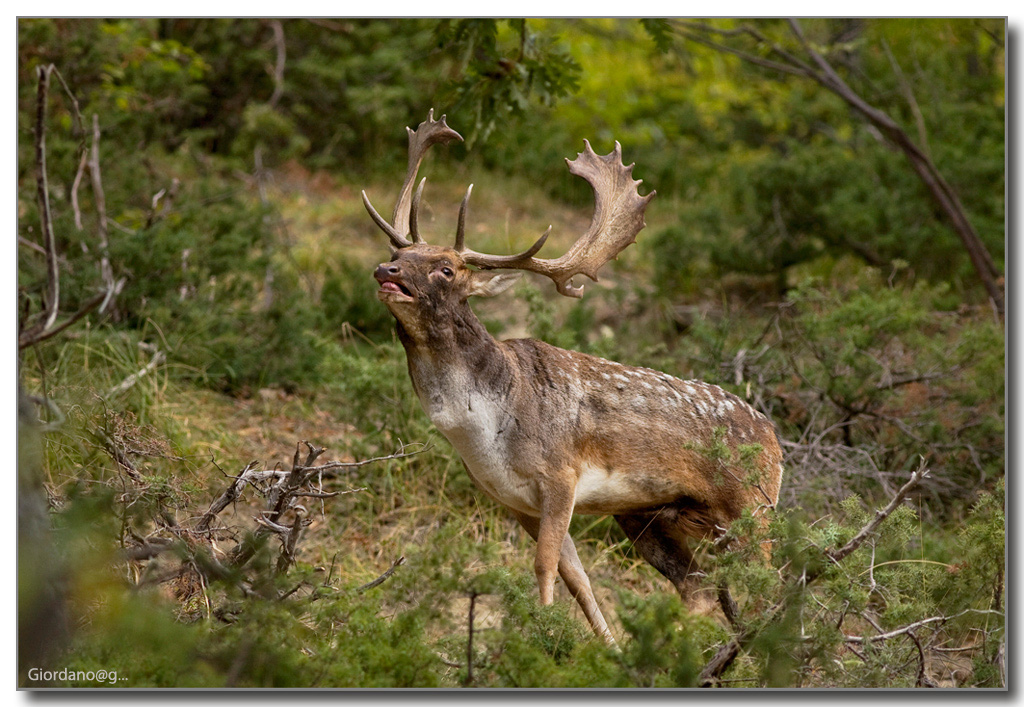 Il bramito del Daino