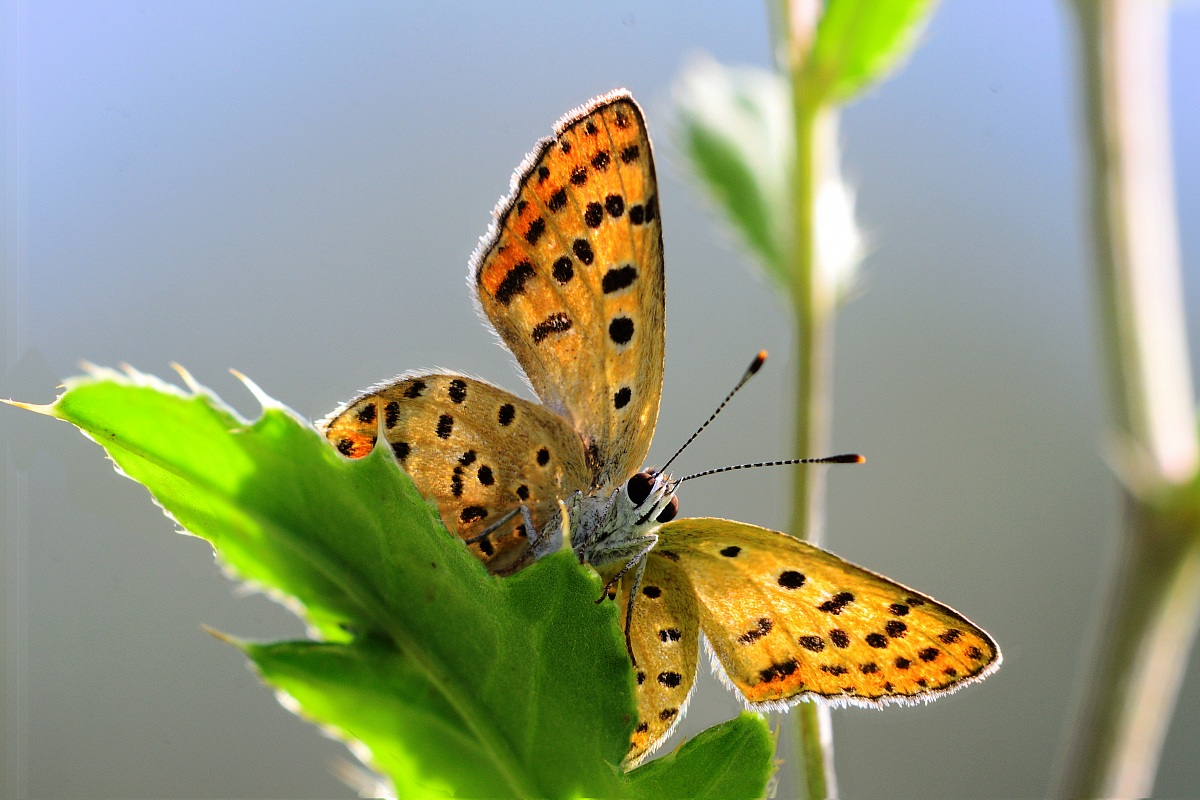 Campagna Poggio alla Malva Firenze