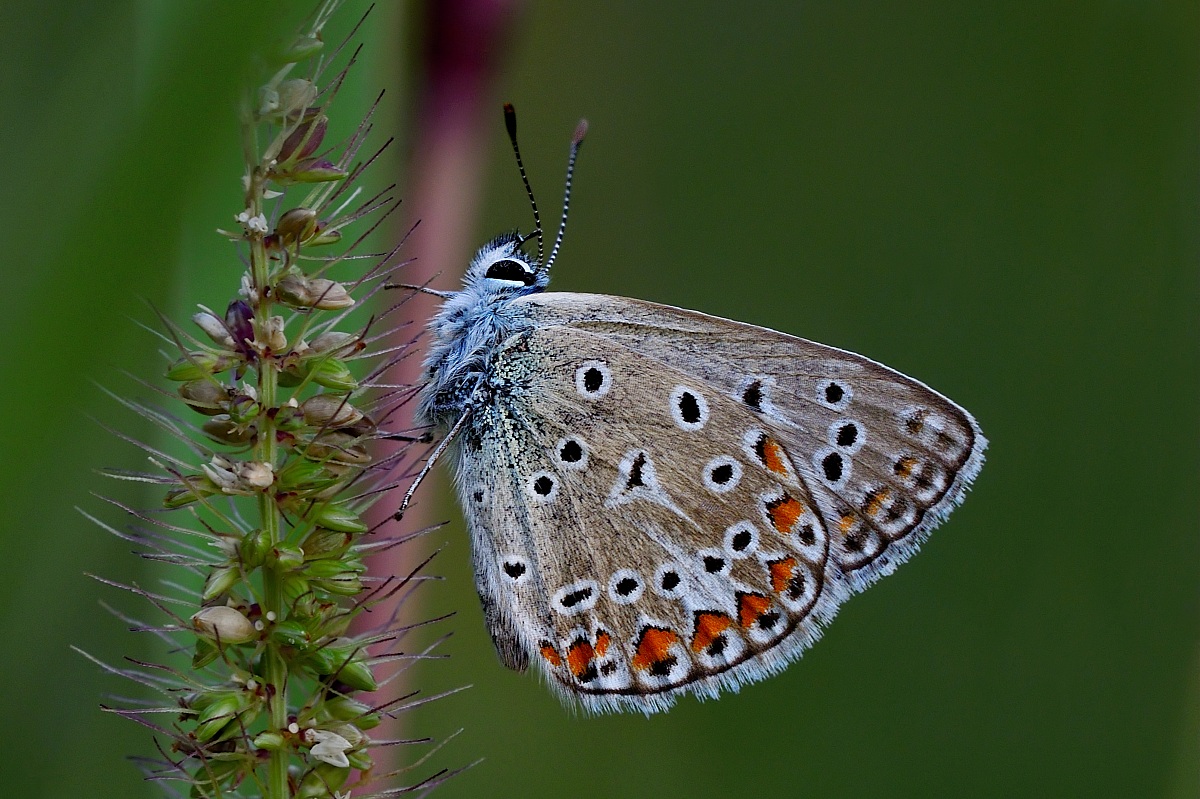 Campagna Poggio alla Malva Firenze