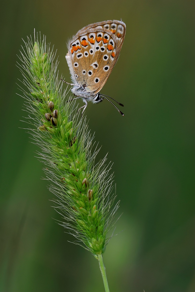 Campagna Poggio alla Malva Firenze