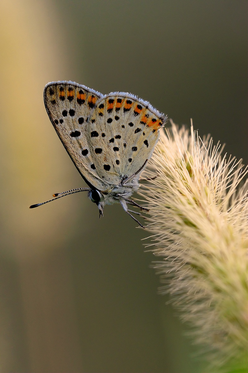 Campagna Poggio alla Malva Firenze