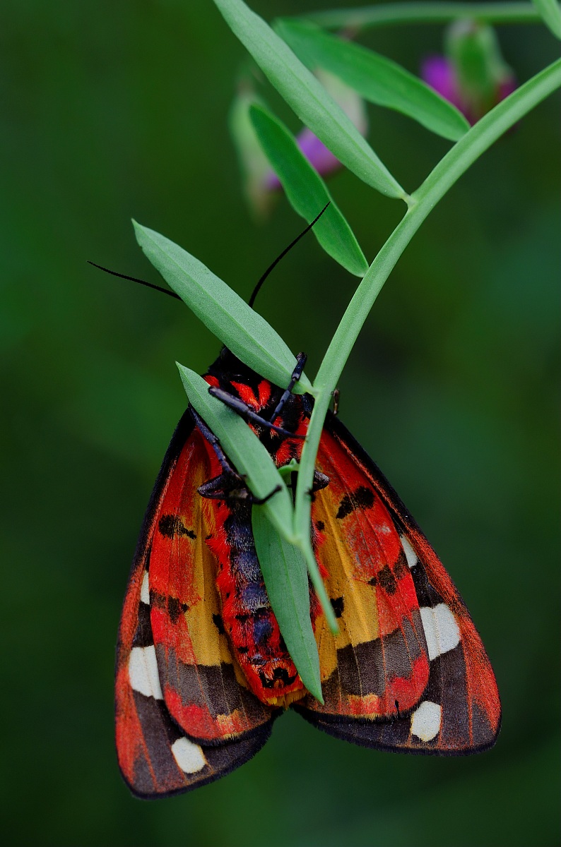 Campagna Poggio alla Malva Firenze