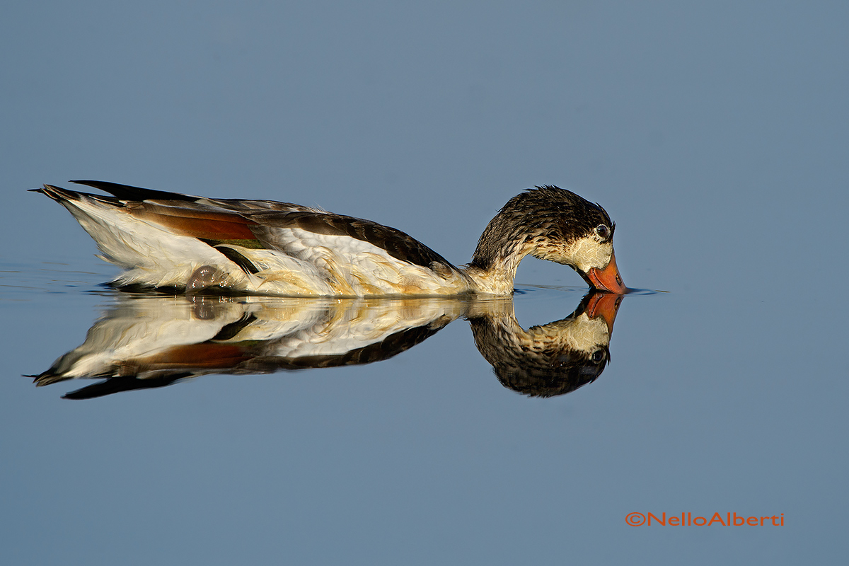 young Shelduck