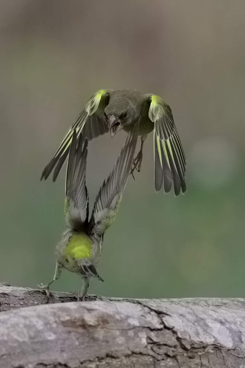 attack from above ...