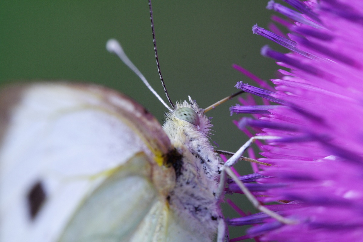 The butterfly effect