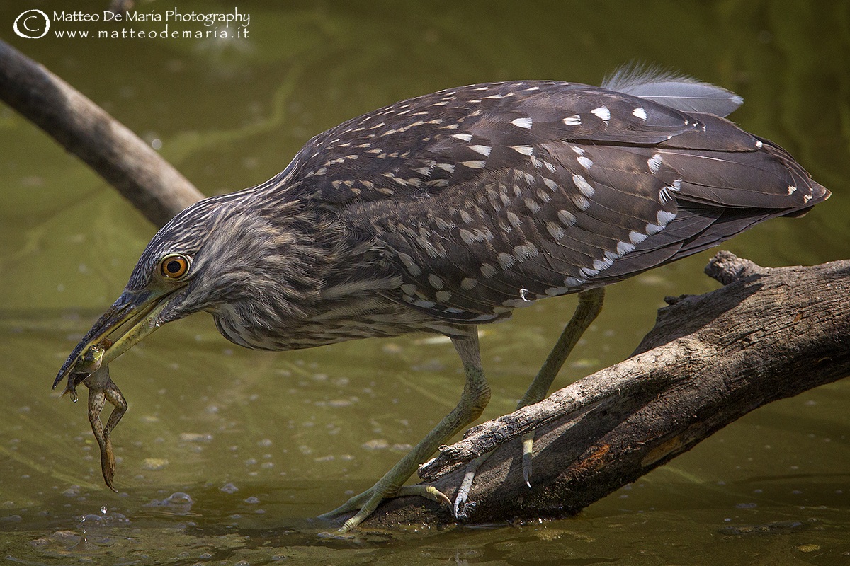 Young Night Heron with prey