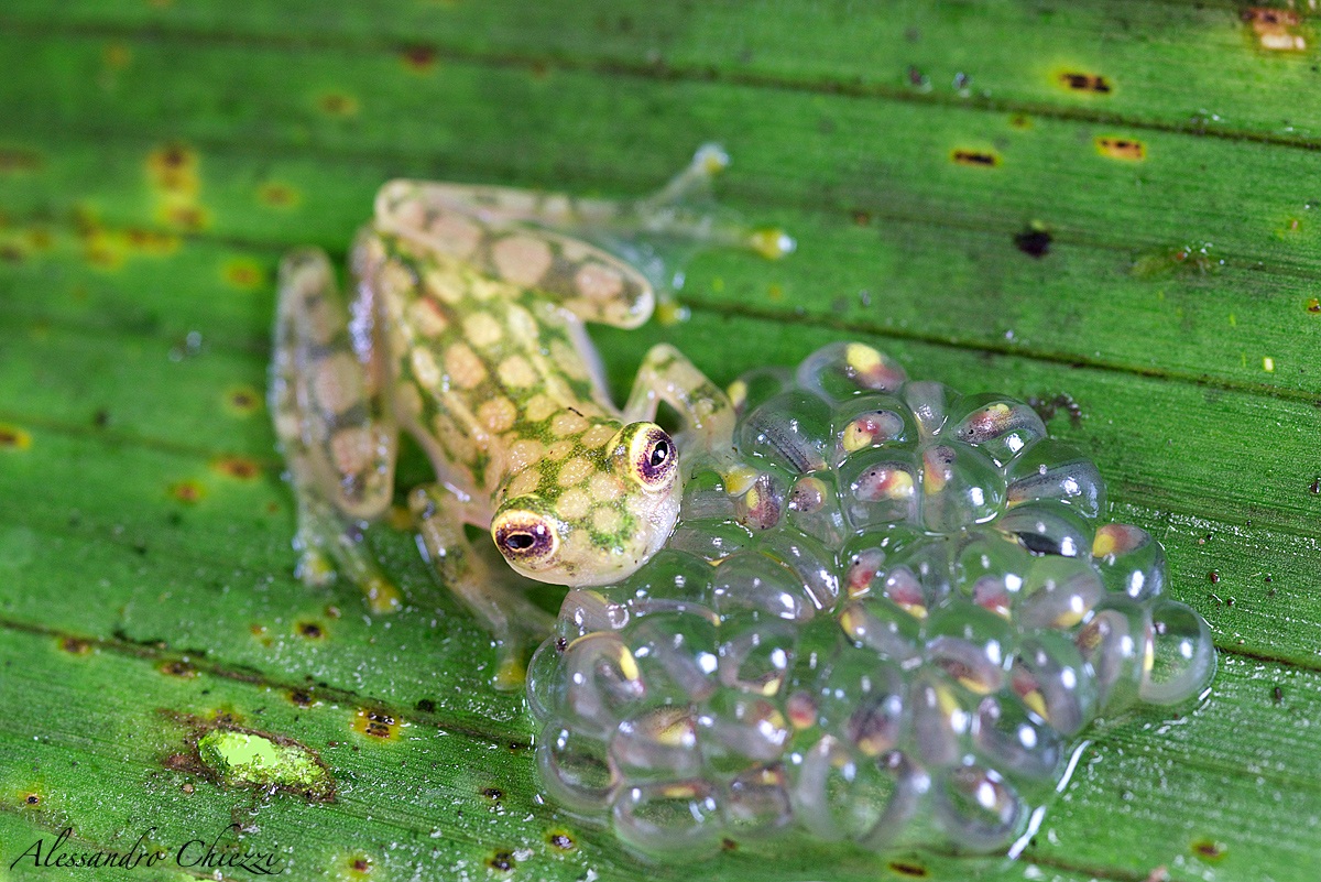 The future of a leaf