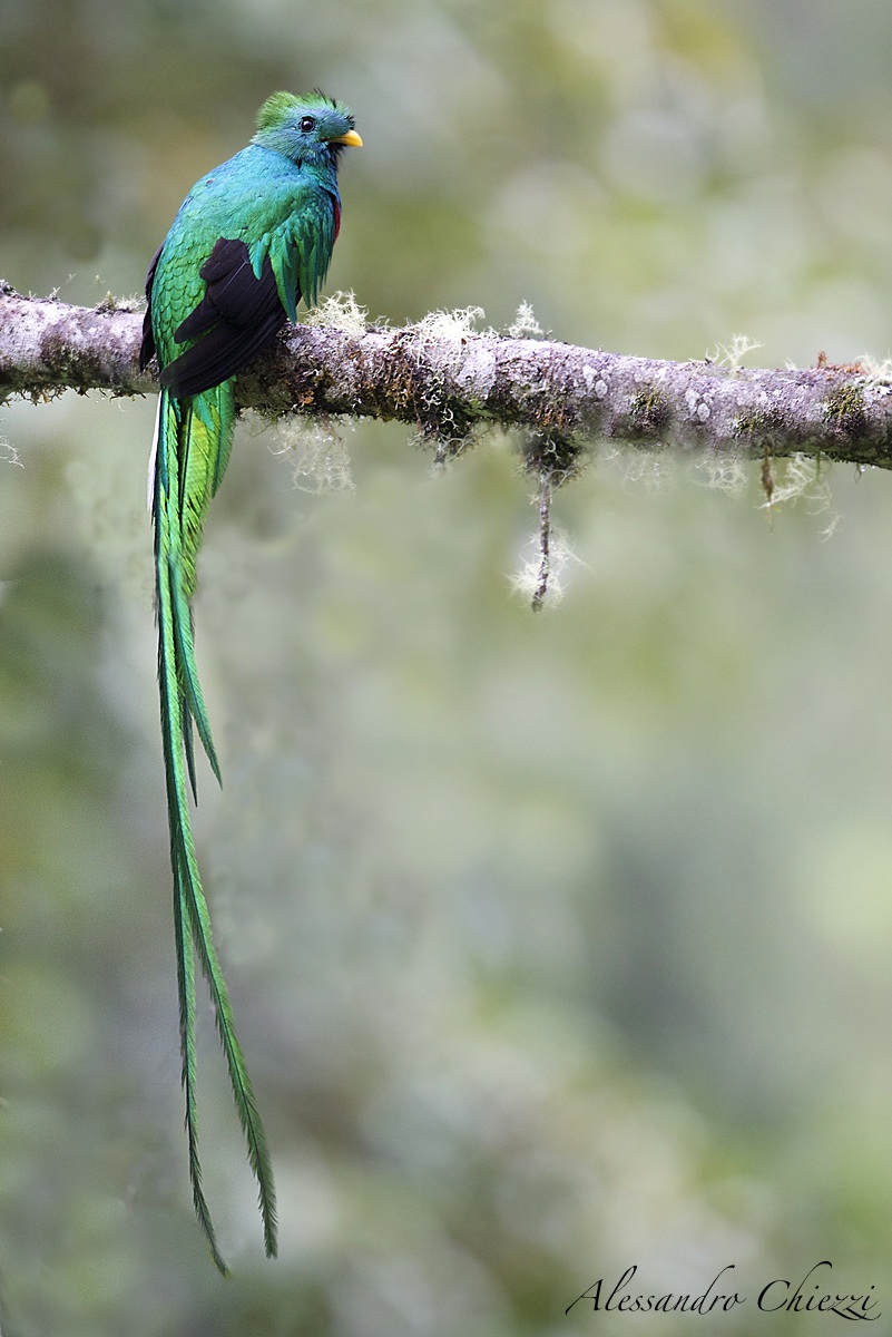 Resplendent quetzal
