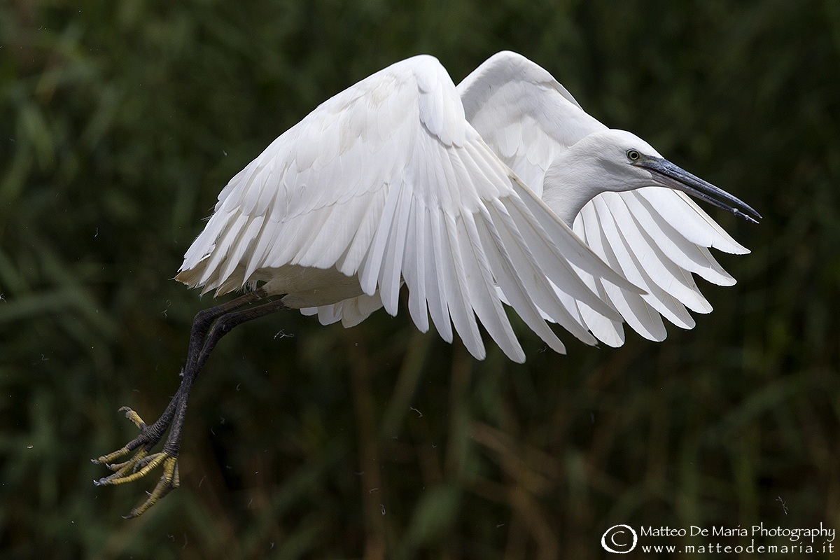 Egret