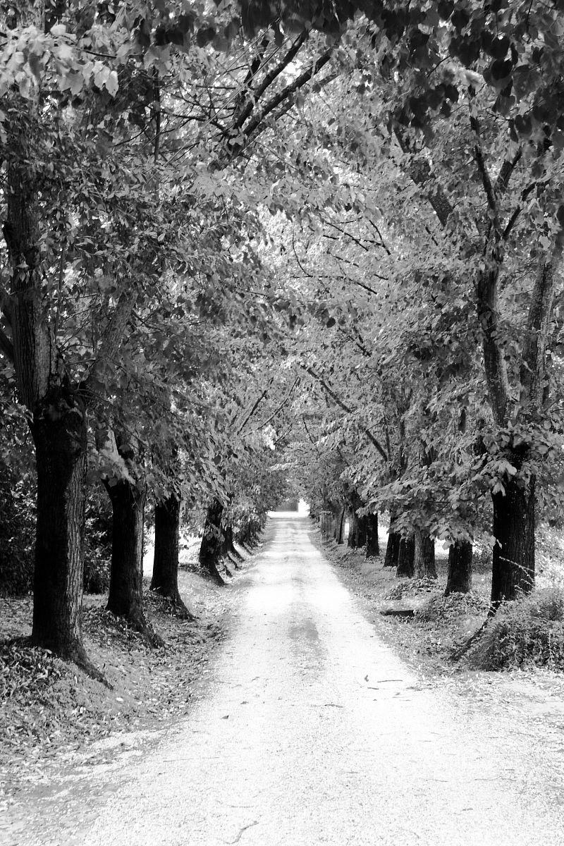 Avenue of Trees
